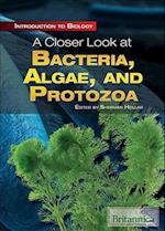 A Closer Look at Bacteria, Algae, and Protozoa