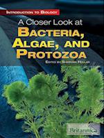 Closer Look at Bacteria, Algae, and Protozoa