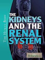 Kidneys and the Renal System