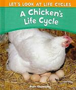 A Chicken's Life Cycle