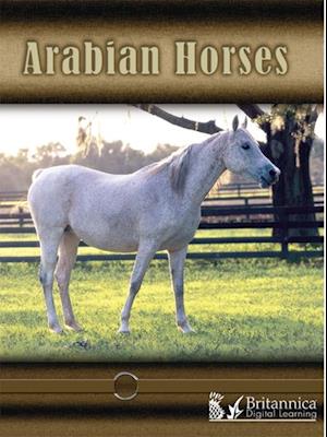 Arabian Horses