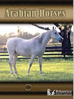 Arabian Horses