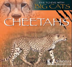 Cheetahs