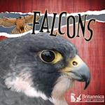 Falcons