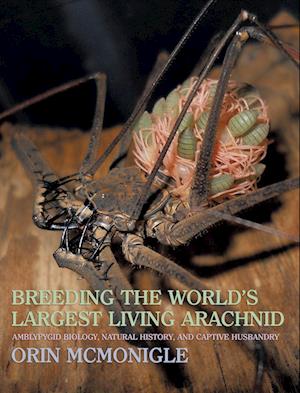 Breeding the World's Largest Living Arachnid