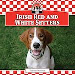 Irish Red and White Setters