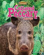 Collared Peccary