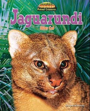 Jaguarundi