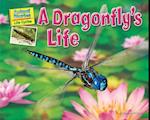 A Dragonfly's Life