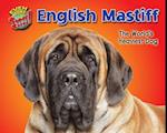 English Mastiff