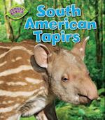 South American Tapirs