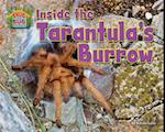 Inside the Tarantula's Burrow