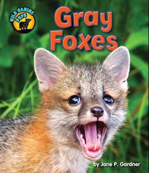 Gray Foxes