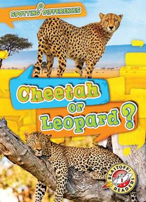 Cheetah or Leopard?