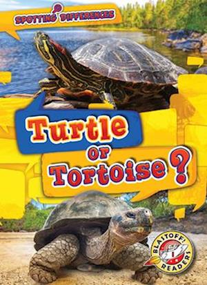 Turtle or Tortoise?