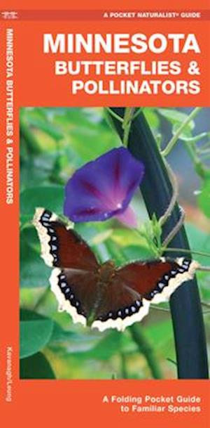 Minnesota Butterflies & Pollinators