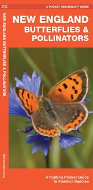 New England Butterflies & Pollinators