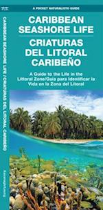 Caribbean Seashore Life (Criaturas del Litoral Caribeno)