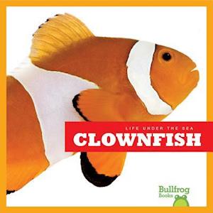 Clown Fish