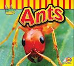 Ants