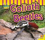 Goliath Beetle