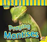 Praying Mantises