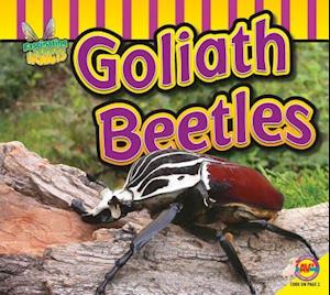 Goliath Beetle