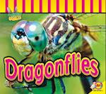 Dragonflies