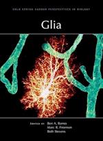 Glia