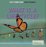 What Is a Life Cycle?