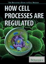 How Cell Processes Are Regulated