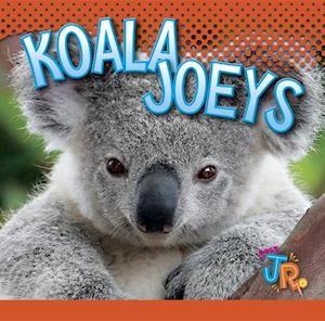 Koala Joeys