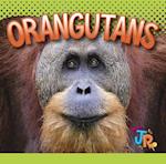 Orangutans