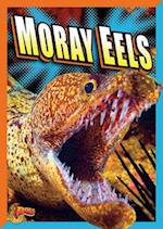 Moray Eels