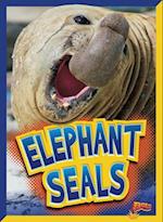 Elephant Seals