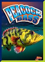 Peacock Bass