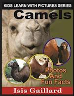 Camels