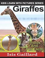 Giraffes