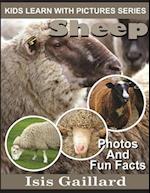 Sheep