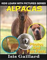 Alpacas