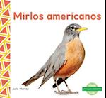 Mirlos Americanos (Robins)