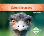 Avestruces (Ostriches ) (Spanish Version)