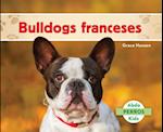 Bulldogs Franceses (French Bulldogs )