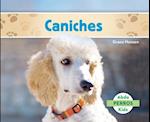 Caniches (Poodles )