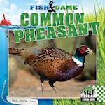 Common Pheasant