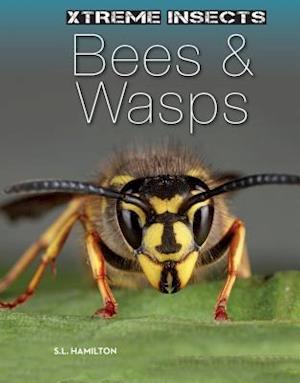 Bees & Wasps