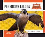 Peregrine Falcon