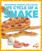 Life Cycle of a Snake