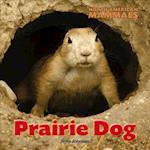 Prairie Dog