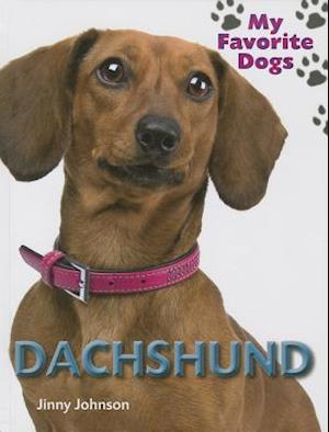 Dachshund